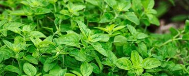 Good and Bad Oregano Companion Plants