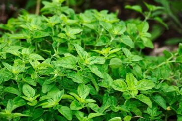 Good and Bad Oregano Companion Plants