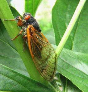 11 Natural Ways to Get Rid of Cicadas