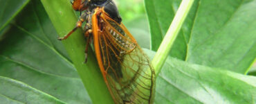 11 Natural Ways to Get Rid of Cicadas