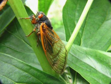 11 Natural Ways to Get Rid of Cicadas