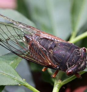 11 Natural Ways to Get Rid of Cicadas