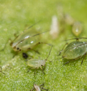 11 Natural Ways to Get Rid of Green Peach Aphids on Plants