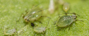 11 Natural Ways to Get Rid of Green Peach Aphids on Plants