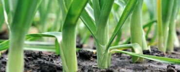 Good and Bad Companion Plants for Leeks