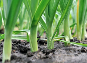 Good and Bad Companion Plants for Leeks