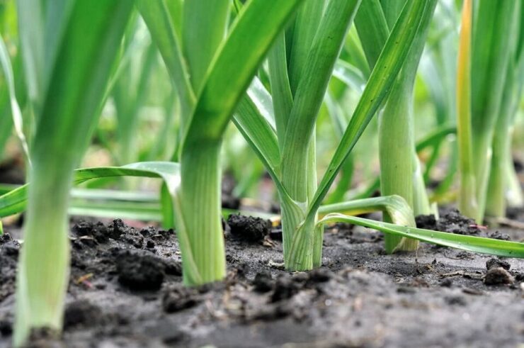 Good and Bad Companion Plants for Leeks