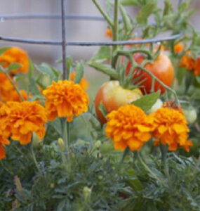 Good and Bad Marigold Companion Plants