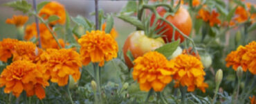 Good and Bad Marigold Companion Plants