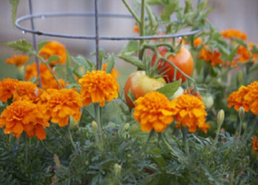 Good and Bad Marigold Companion Plants