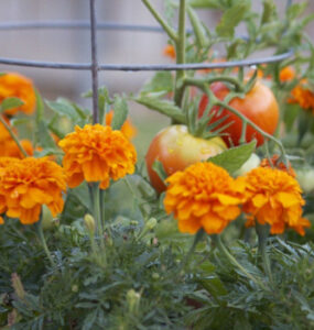 Good and Bad Marigold Companion Plants