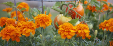 Good and Bad Marigold Companion Plants