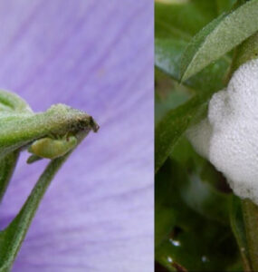 11 Natural Ways to Get Rid of Spittlebugs on Plants