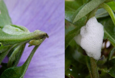 11 Natural Ways to Get Rid of Spittlebugs on Plants