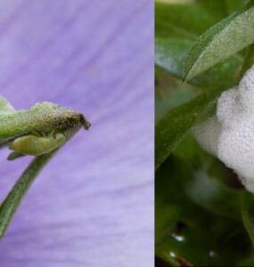 11 Natural Ways to Get Rid of Spittlebugs on Plants