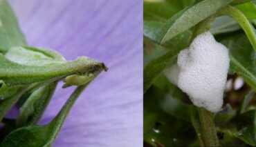 11 Natural Ways to Get Rid of Spittlebugs on Plants