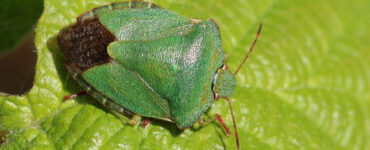 13 Natural Ways to Get Rid of Green Shield Bugs
