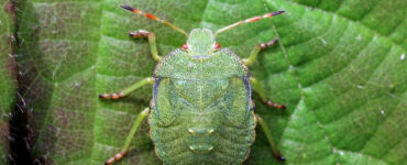 13 Natural Ways to Get Rid of Green Shield Bugs