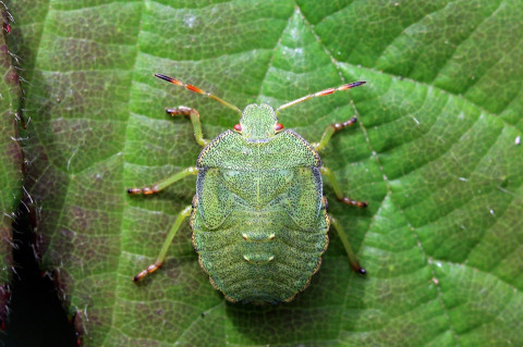 13 Natural Ways to Get Rid of Green Shield Bugs