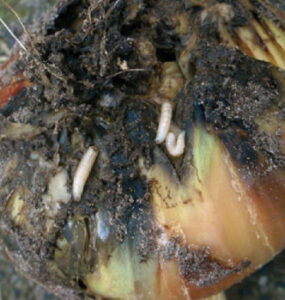 17 Natural Ways to Get Rid of Onion Flies