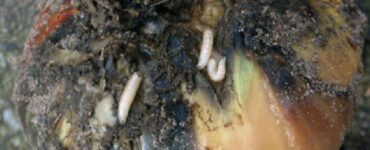 17 Natural Ways to Get Rid of Onion Flies