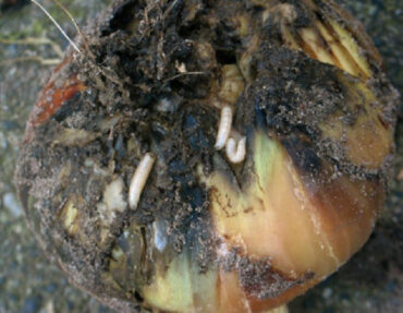 17 Natural Ways to Get Rid of Onion Flies