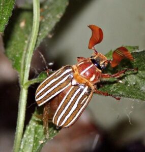 10 Natural Ways to Get Rid of Ten-Lined June Beetles