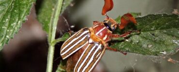 10 Natural Ways to Get Rid of Ten-Lined June Beetles