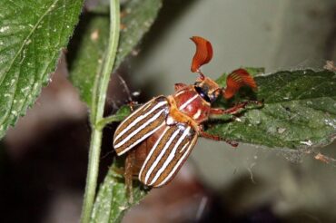 10 Natural Ways to Get Rid of Ten-Lined June Beetles