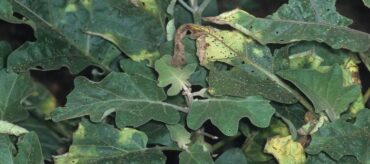 13 Natural Ways to Control Verticillium Wilt
