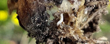 17 Natural Ways to Get Rid of Onion Flies