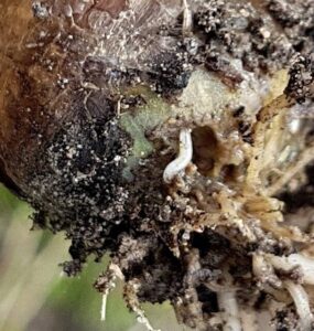 17 Natural Ways to Get Rid of Onion Flies