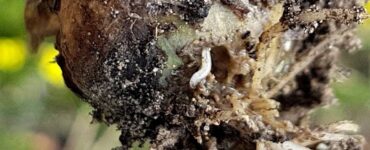 17 Natural Ways to Get Rid of Onion Flies