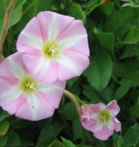 Natural Ways to Get Rid of Bindweed