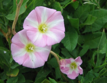 Natural Ways to Get Rid of Bindweed