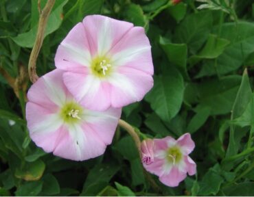 Natural Ways to Get Rid of Bindweed