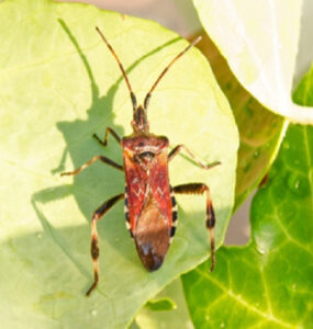 10 Natural Ways to Get Rid of Western Conifer Seed Bugs