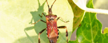 10 Natural Ways to Get Rid of Western Conifer Seed Bugs