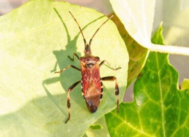 10 Natural Ways to Get Rid of Western Conifer Seed Bugs