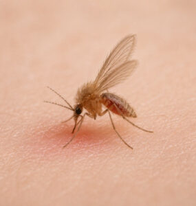 19 Natural Ways to Get Rid of Sand Flies