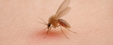 19 Natural Ways to Get Rid of Sand Flies