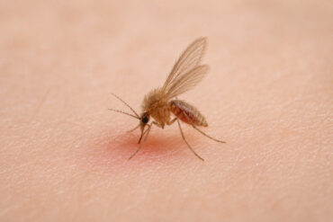 19 Natural Ways to Get Rid of Sand Flies