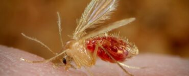 16 Natural Ways to Get Rid of Sand Flies