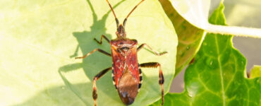 10 Natural Ways to Get Rid of Western Conifer Seed Bugs