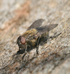12 Natural Ways to Get Rid of Cluster Flies