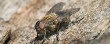 12 Natural Ways to Get Rid of Cluster Flies