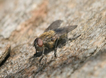 12 Natural Ways to Get Rid of Cluster Flies