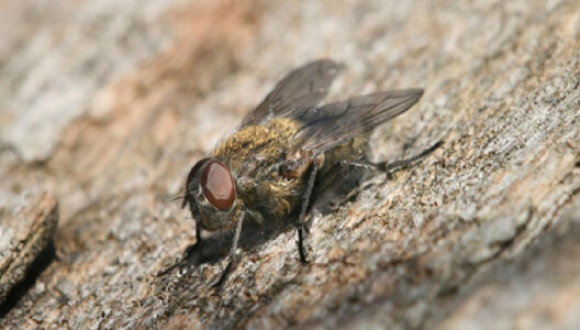 12 Natural Ways to Get Rid of Cluster Flies