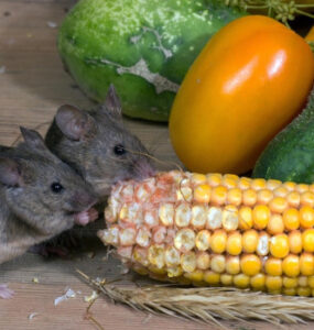21 Natural Ways to Get Rid of Mice