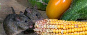 21 Natural Ways to Get Rid of Mice